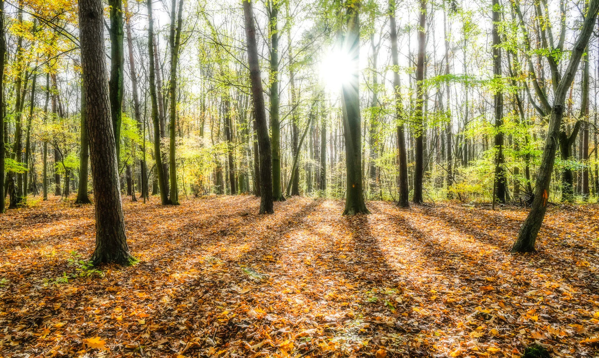 Photo du Bois de Villers en Brabant wallon