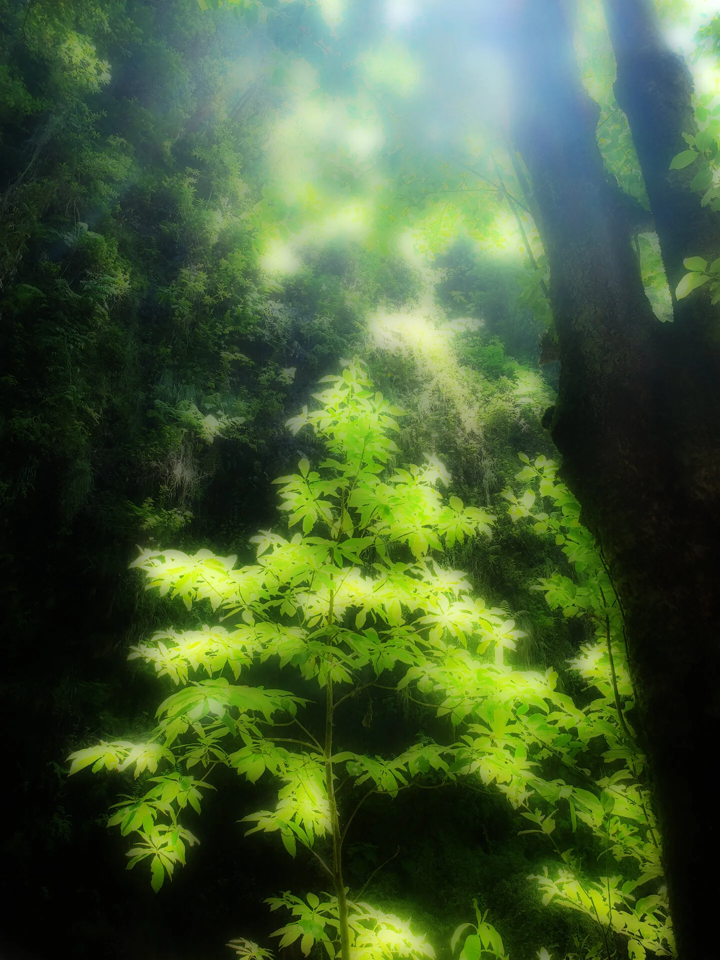 Photo avec effet Orton à Madère