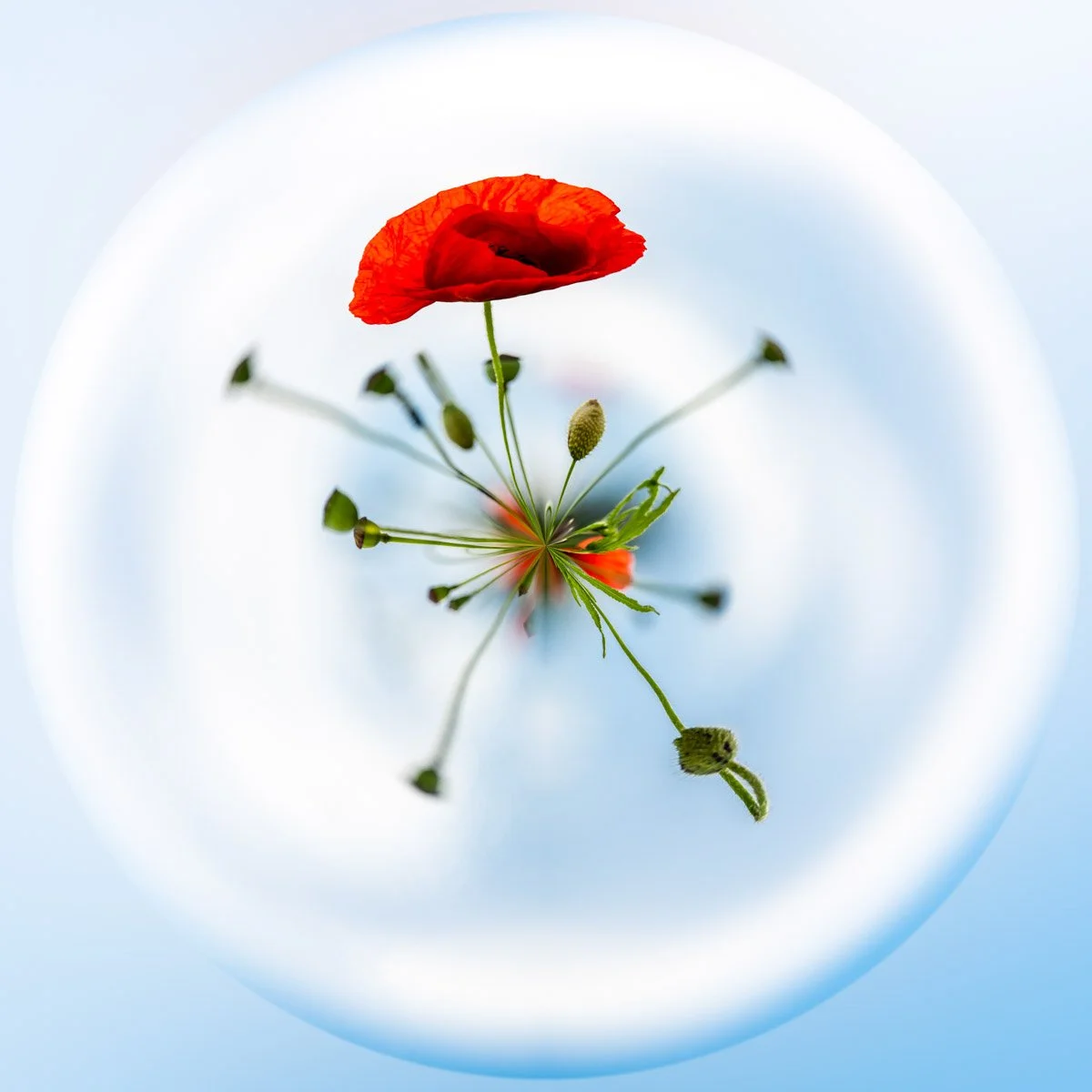 A red poppy and its stems radiate out from the centre of a circular photographic composition against a white and blue background.