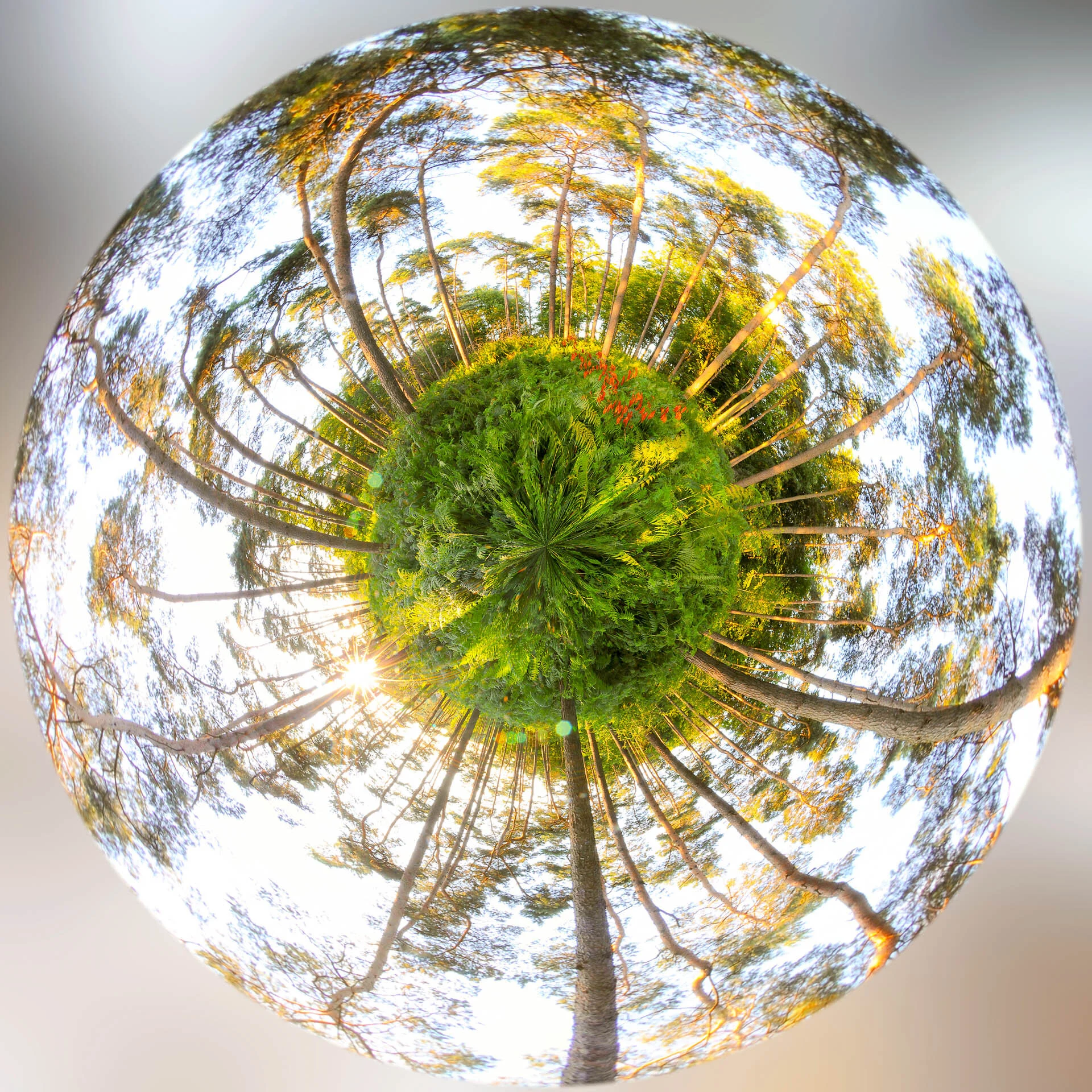 Photo mini planète bois de Villers, Chaumont-Gistoux - Photographe professionnel