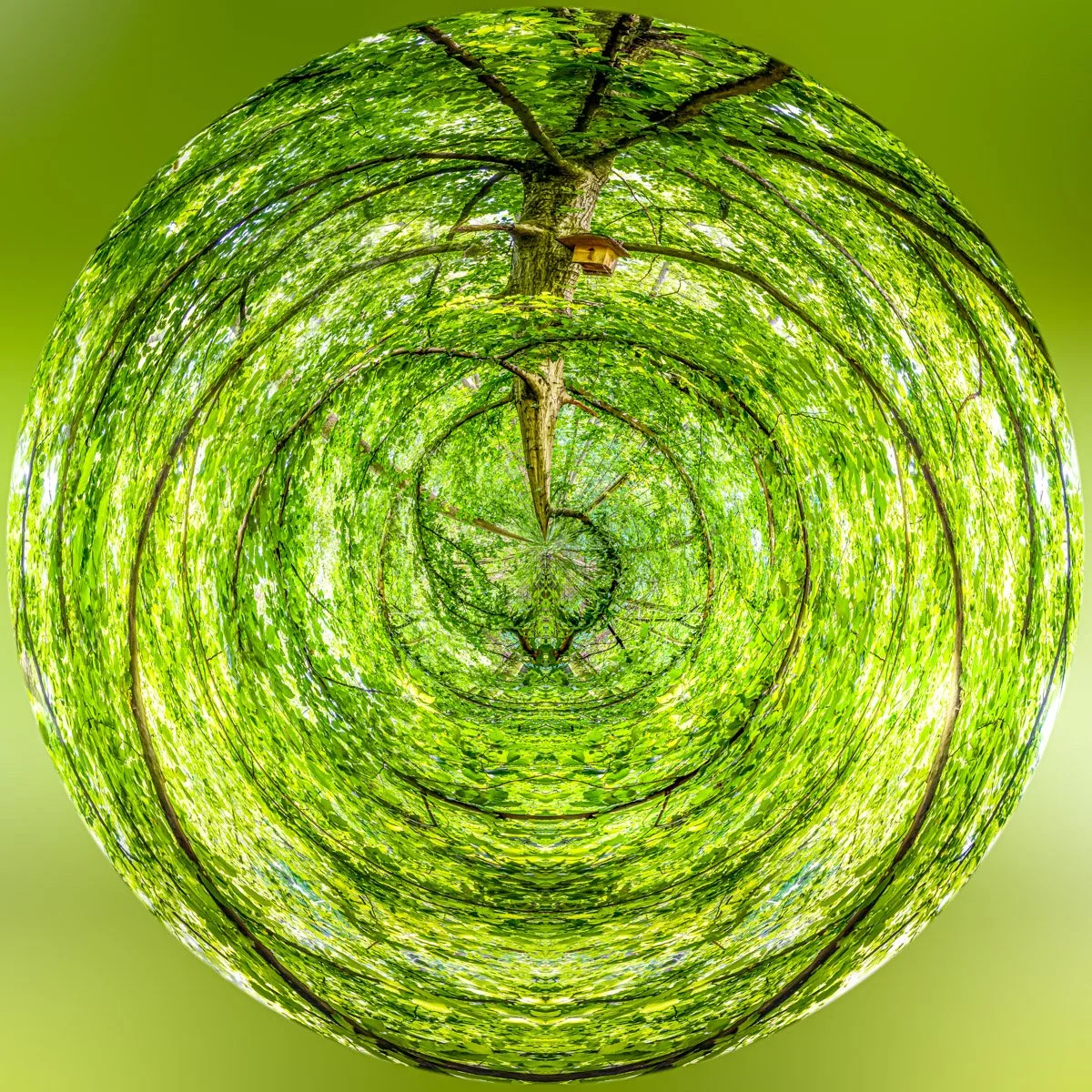 Mini-planet in the Lauzelle woods in Louvain-la-Neuve, featuring tree trunks and green foliage arranged in a circular formation.