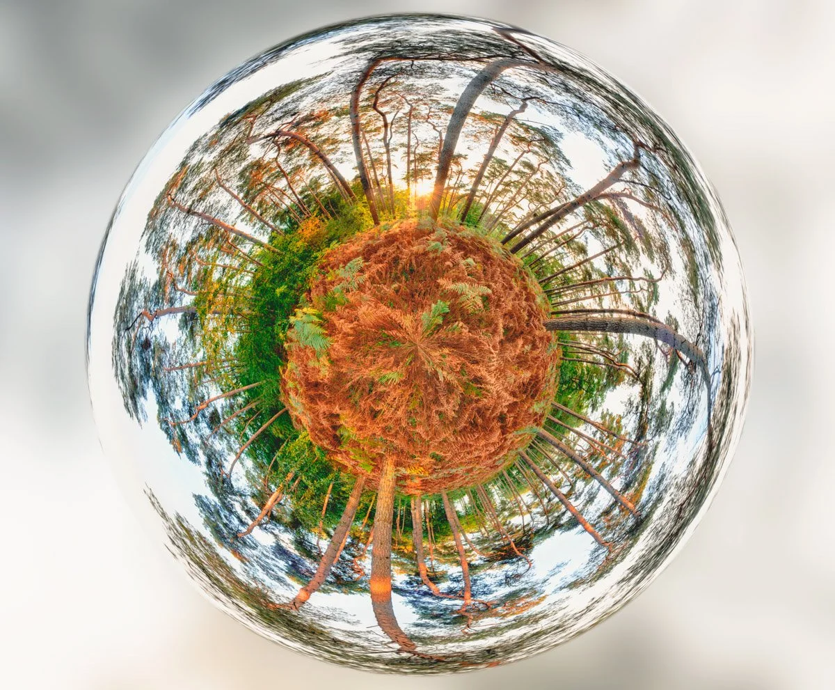 miniature planets made from withered ferns, crafted from Villers wood by Paul Marnef