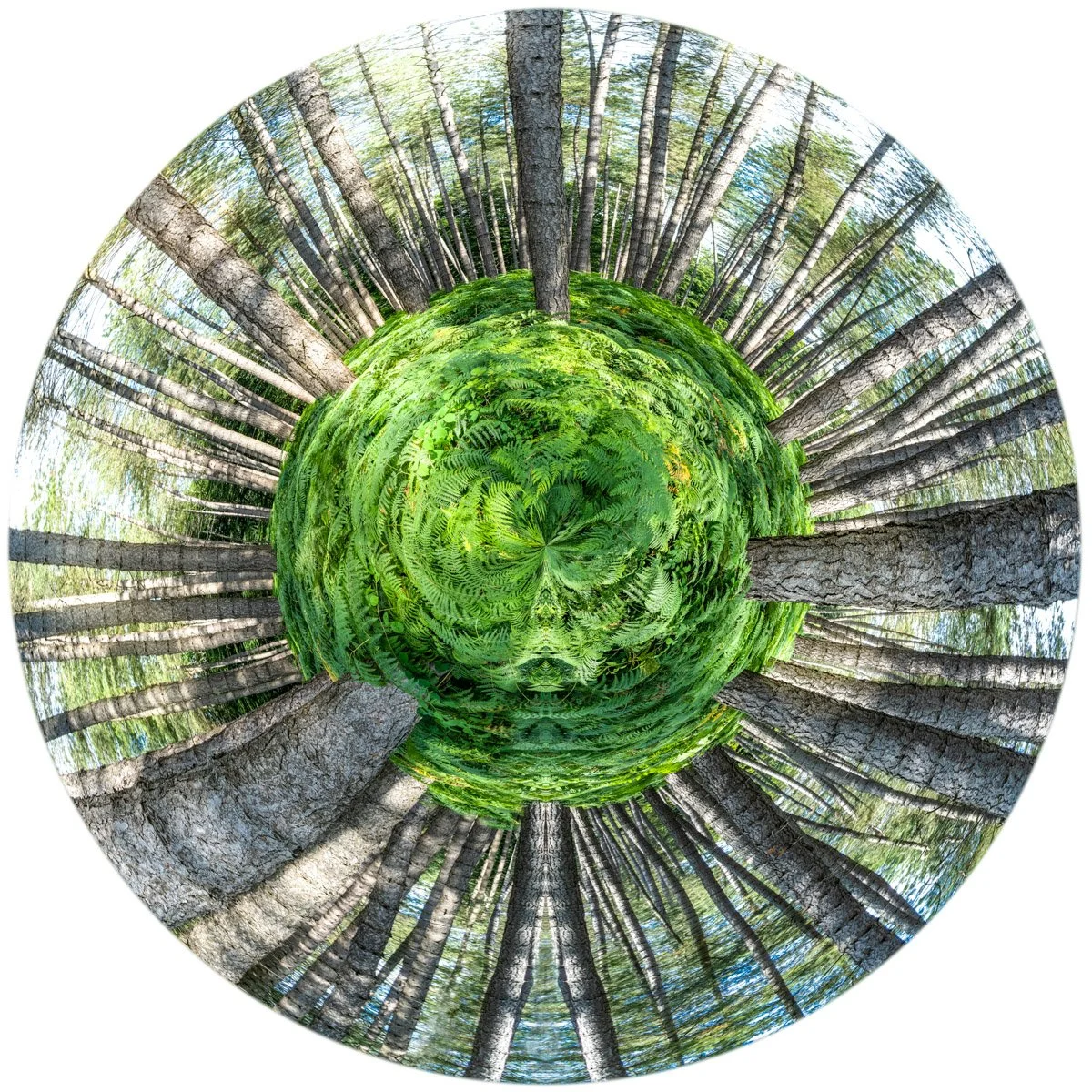 A panoramic image of a forest with trees and ferns creating a ‘planet’ effect.