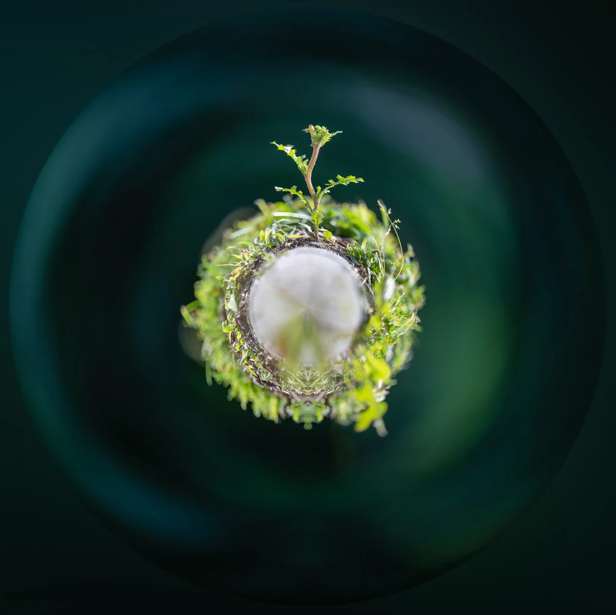 A dandelion with seeds at the centre of a wreath of foliage, set against a dark background with shades of green.