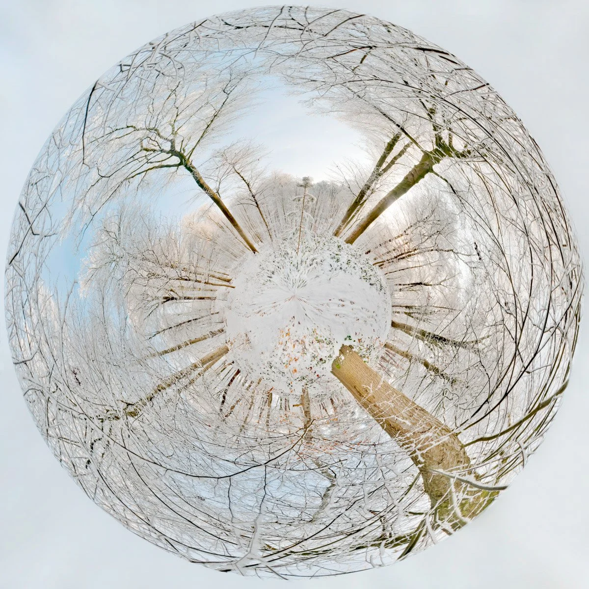 A miniature scene of a snow-covered woodland, with leafless trunks and branches arranged around a white centre.