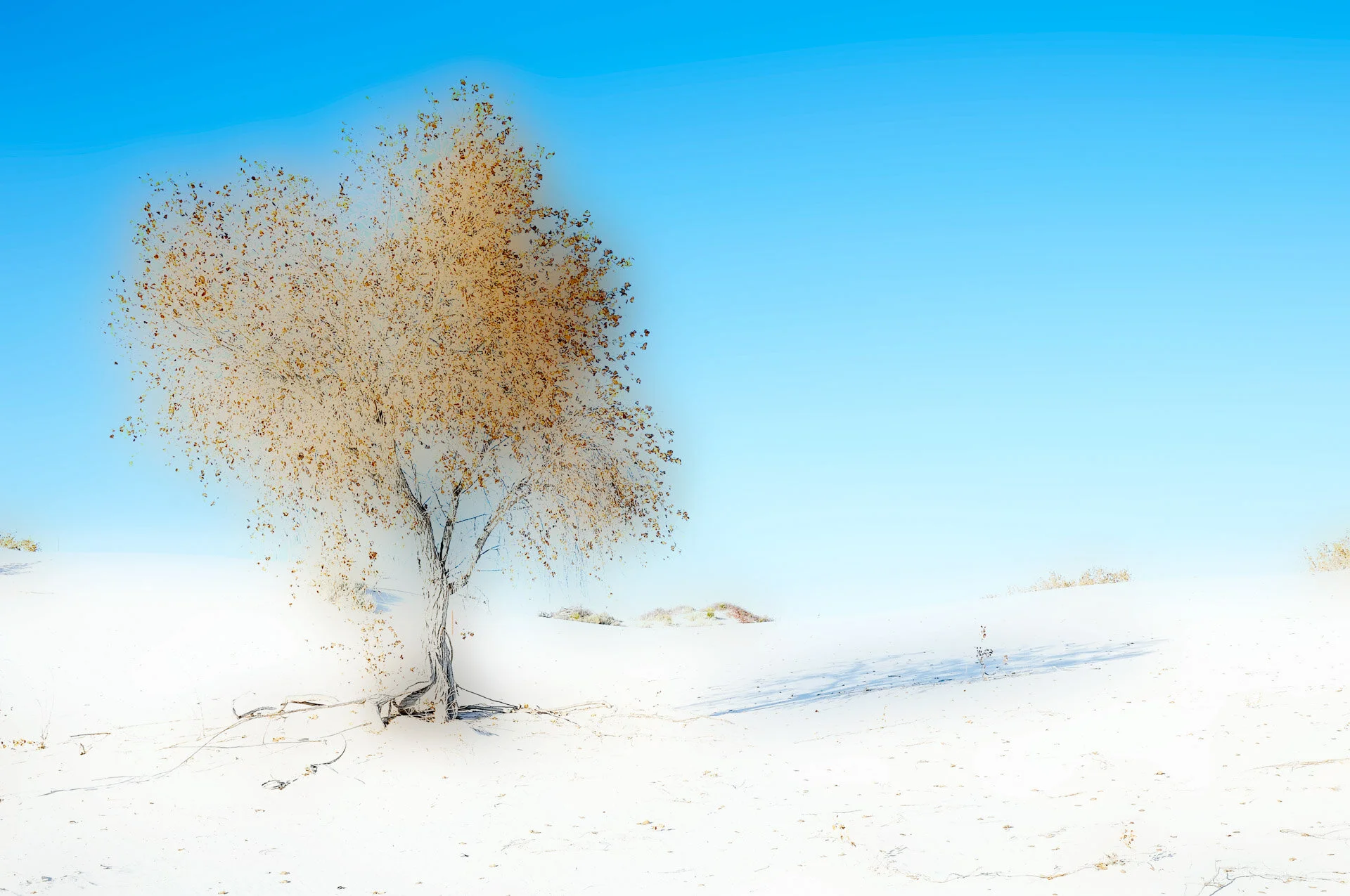 Photo de White Sands, New Mexico - USA