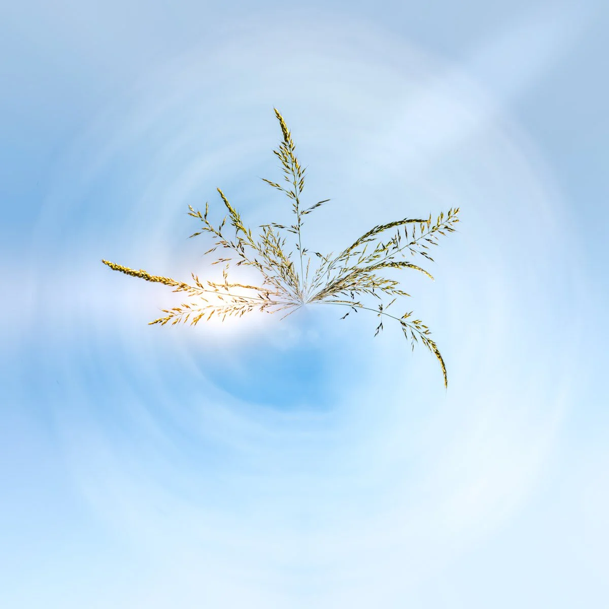 Blades of grass spread out in the centre of a circular composition, surrounded by white clouds and a blue sky.