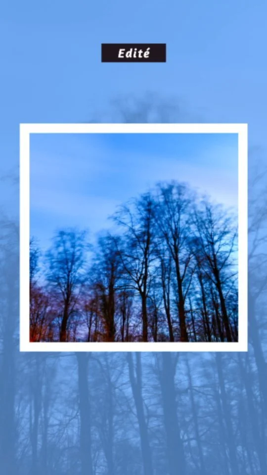 sapins dénudés dans un cadre blanc sur fond bleu, avec le mot Edité en haut.