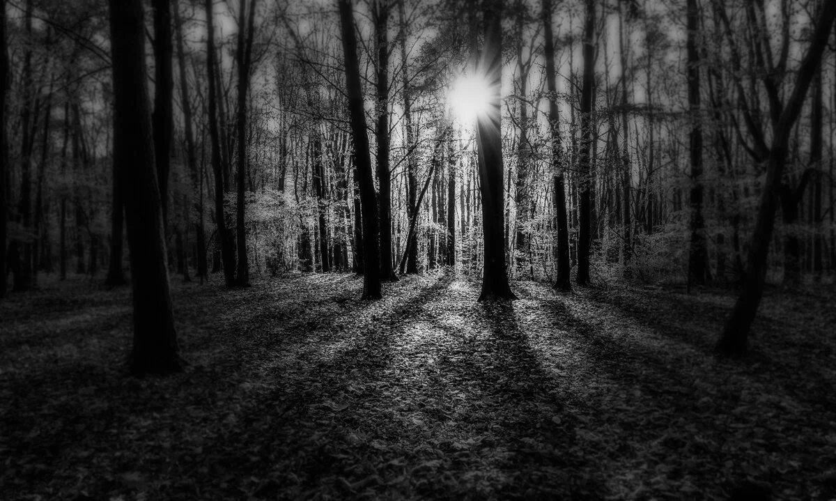 Photo Noir et Blanc d’un bois en Brabant wallon